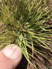 Enneapogon desvauxii