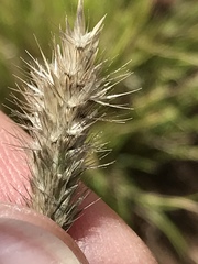 Enneapogon desvauxii