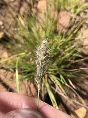 Enneapogon desvauxii