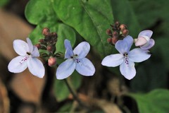 Pseuderanthemum variabile