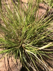 Enneapogon desvauxii