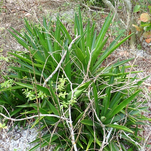 False Sisal (Agave decipiens)