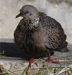 Streptopelia chinensis