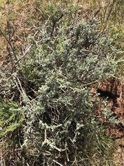 Oedera humilis
