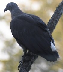 Haliaeetus ichthyaetus