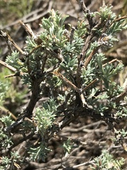 Oedera humilis