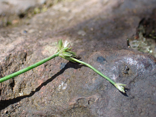 Juncus prismatocarpus observed 2026-04-04
