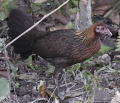 Gallus gallus
