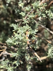 Oedera humilis