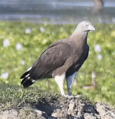 Haliaeetus ichthyaetus