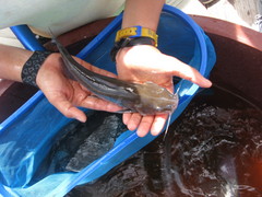 Balsas Catfish photo 1