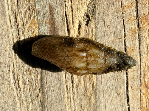 Costoanachis semiplicata observed 2026-04-04