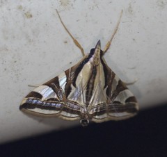 Agrioglypta excelsalis