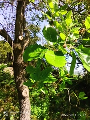 Quercus faginea