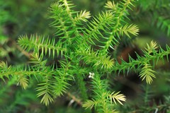 Araucaria cunninghamii