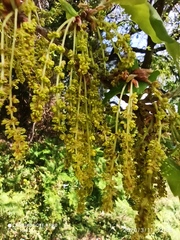 Quercus faginea