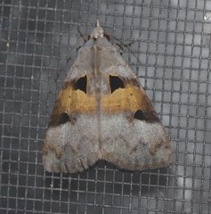 Avatha discolor