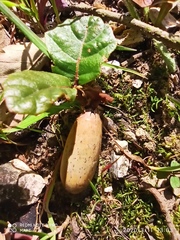 Quercus faginea