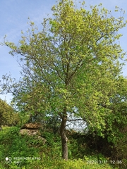 Quercus faginea
