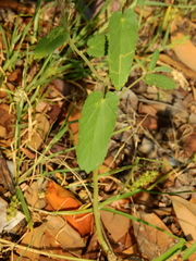 Gaya parviflora