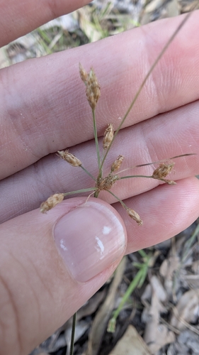 Forked Fimbry (Fimbristylis dichotoma)