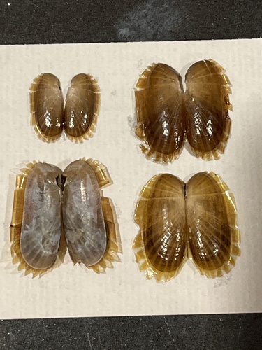 Solemya velum, 2026-03-29