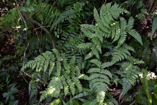 Dryopteris medioxima iNat (2)