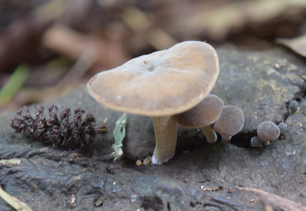 Simocybe serrulata · April 2026 · photo: © davidwhyte (iNaturalist, cc-by-sa)