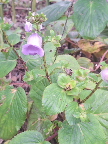Gloxinia perennis observed 2026-04-04