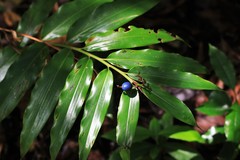 Alpinia arundelliana