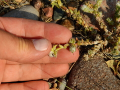 Portulaca confertifolia