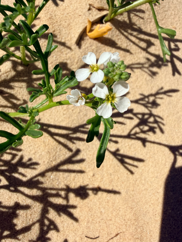 Southern Searocket (Cakile lanceolata)