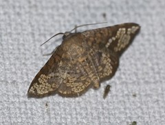 Canaea hyalospila