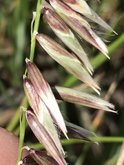 Melica decumbens