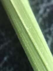 Melica decumbens