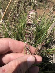 Melica decumbens