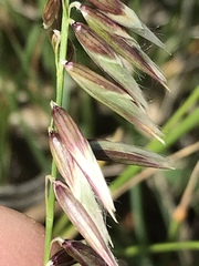 Melica decumbens