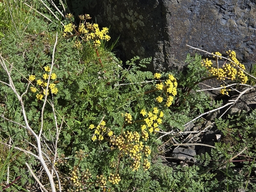 Lomatium salmoniflorum observed 2026-04-04