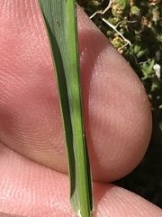 Melica decumbens