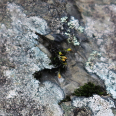 Grimmia donniana