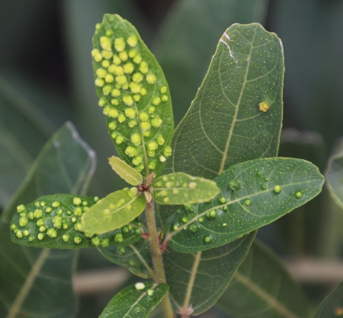 Image of Ficus capreifolia by (c) Tony Rebelo, some rights reserved (CC BY-SA)