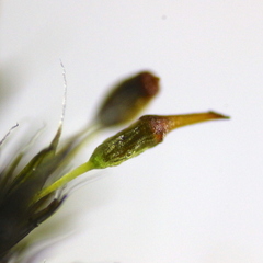 Grimmia donniana