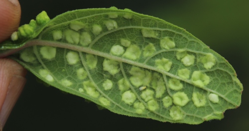 Image of Ficus capreifolia by (c) Tony Rebelo, some rights reserved (CC BY-SA)