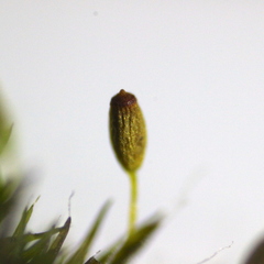 Grimmia donniana