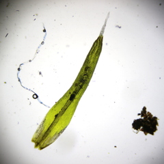 Grimmia donniana