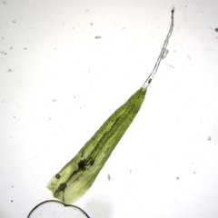 Grimmia donniana