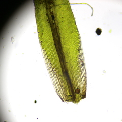 Grimmia donniana