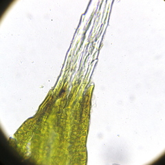 Grimmia donniana