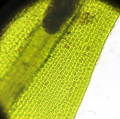 Grimmia donniana