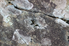 Grimmia donniana